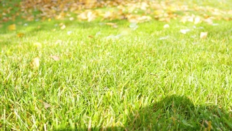 Man cleaning the autumn leaves with a leaf blower. Blower being used in backyard Stock Footage 163904688