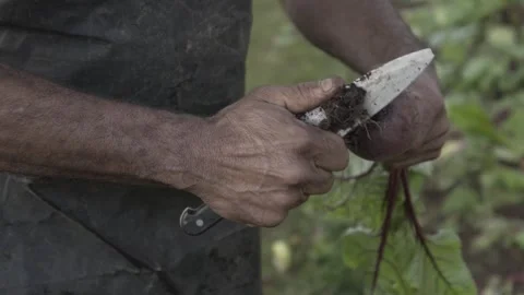 Man cleaning beetroot in urban farming in São Paulo’s East Zone, slow motion Stock Footage 315535751