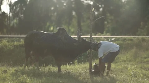 A man cleaning a cow Stock Footage 120976378