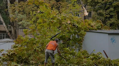 Man cleaning fallen tree after big storm on the road in July Stock Footage 68570079