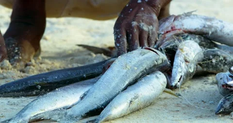 Man cleaning fish on the beach next to the Ocean. Stock Footage 266142339