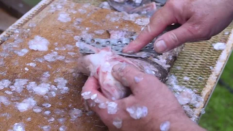 Man is cleaning fish closeup Stock Footage 80267319