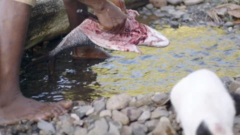 Man Cleaning Fish In Stream 4K 29.97 Stock-Footage 100601750