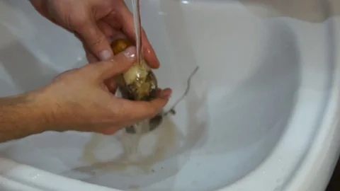 Man cleaning mushrooms Stock Footage 80189566
