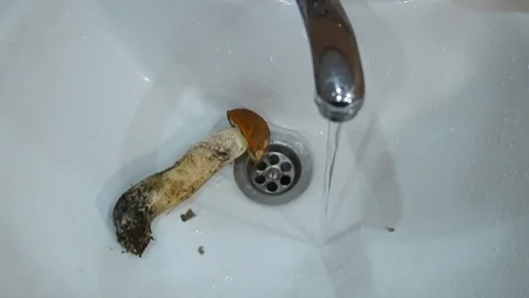 Man cleaning mushrooms Stock Footage 80213349