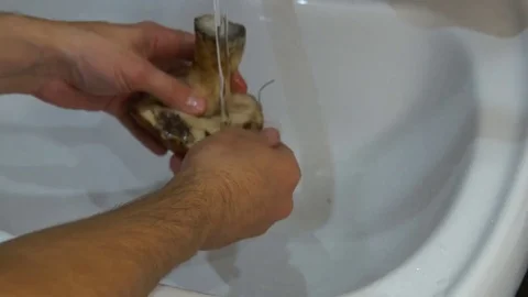 Man cleaning mushrooms Stock Footage 80248852