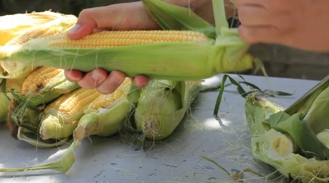 Man cleaning the ripe ears of maize from leaves Stockbeeldmateriaal 50609716
