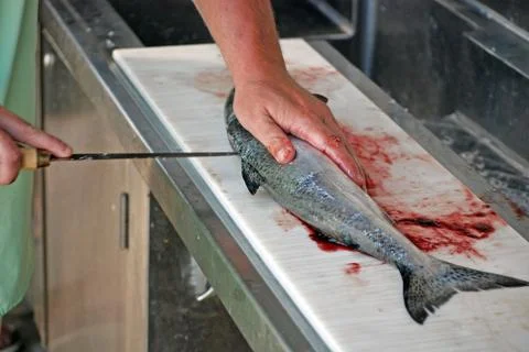 Man cleaning salmon Stock Photos