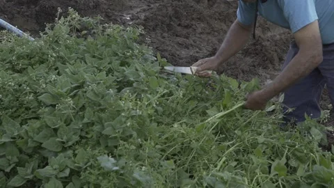 Man cleaning spinach bed in urban farm in São Paulo, slow motion Stock Footage 315535882