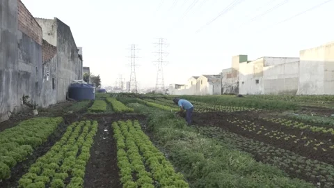 Man cleaning spinach bed in urban farm in São Paulo Stock Footage 315535913