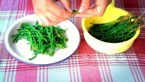Man cleaning string of boiled samphire, samphire, salicornia europaea, glasswort 스톡 동영상 236147412