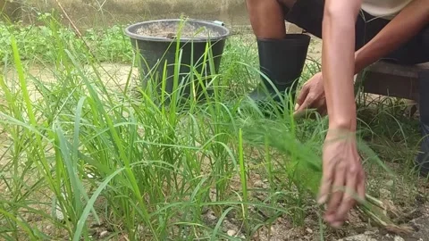 A man is cleaning a yard that has become overgrown with plants and weeds. Stock-Footage 340197675