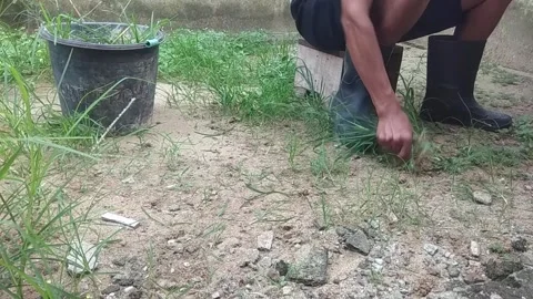 A man is cleaning a yard that has become overgrown with wild plants. Stock Footage 341678977