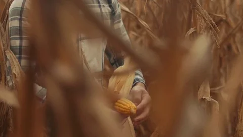 Man Cleans and Raises Corn in Field During Sunset Stock Footage 81563558