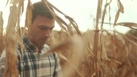 Man Cleans Corn in Field During Sunset Stock Footage 81563642