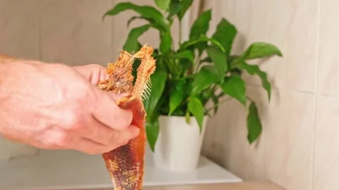 A man cleans dried fish in the kitchen. The guy separates the meat and bones of Stock Footage 244804411