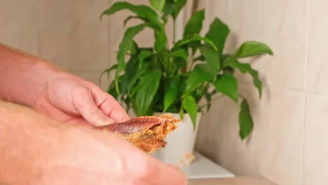 A man cleans dried fish in the kitchen. The guy separates the meat and bones of Stock Footage 245657399