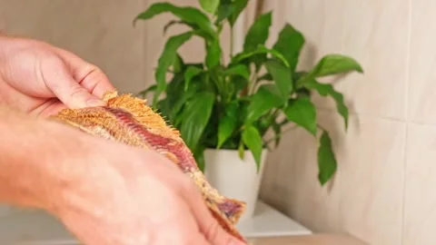 A man cleans dried fish in the kitchen. The guy separates the meat and bones of Stock Footage 246070504