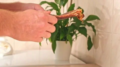 A man cleans dried fish in the kitchen. The guy separates the meat and bones of Stock Footage 248671400