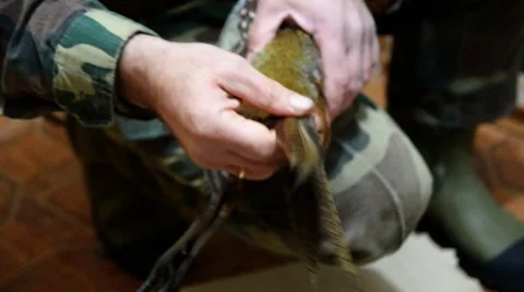 A man cleans game Video stock 47029633