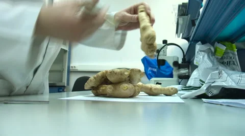 Man cleans ginger with the brush for examination food control closeup laboratory Stock Footage 59848717
