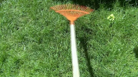Man cleans the lawn grass with a rake from the leaves Stock Footage 116050840