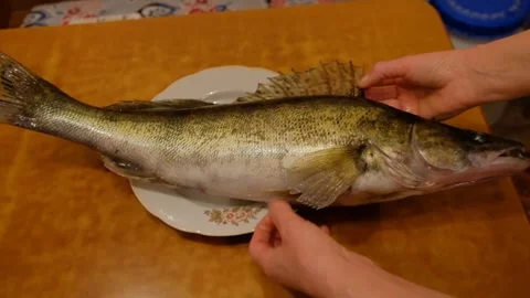 A man cleans a pike perch fish for frying fish soup. Stock Footage 296087187