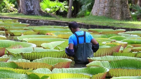 Man cleans pond with giant water lily in Botanical Garden. Mauritius Stock Footage