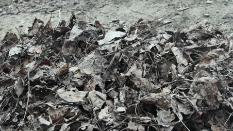 A man cleans a rake from last year's autumn leaves 動画素材 236342062
