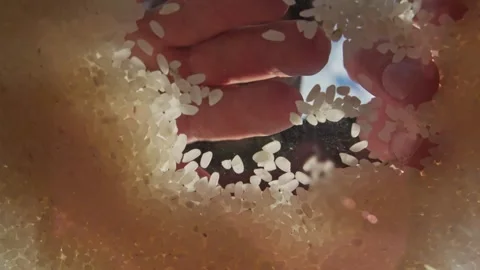 A man cleans rice of impurities. Vidéo 315352728