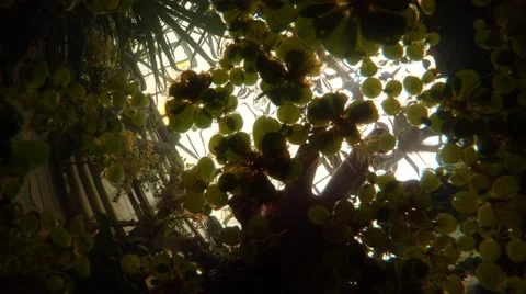Man Cleans the Surface of the Water by Hand in the Greenhouse Underwater Stock Footage 62296135