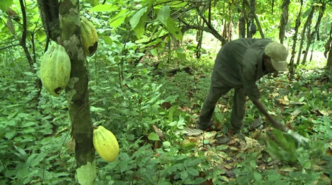 Man Clearing Brush in Forest with Machete in Rural Ghana Stock Footage 39109112