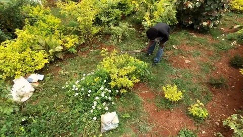 Man clearing an exotic garden Stock Footage 80577331