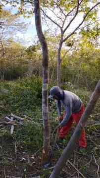 Man Clearing Land With Axe In Forest Stock Photos