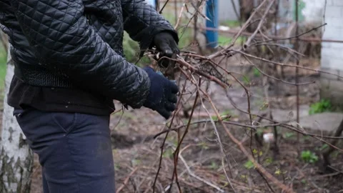 A man clears old thickets in the garden. Stock Footage 180106999