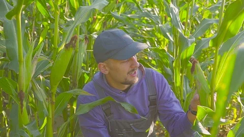 Man clering corn cob and checking with magnifier Видео 94101538