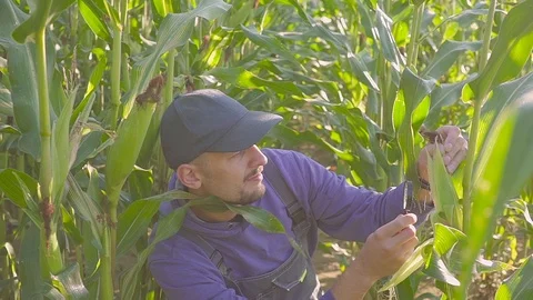 Man clering corn cob and checking with magnifier Stock Footage 94101809