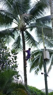 A man climb a coconut tree Stock Photos