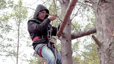Man climb down from pine tree using equipment Stock Footage 76561297