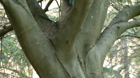 Man climbed a tree reflects smoking a cigarette Stock Footage 68346509