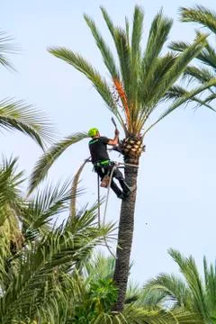 Man climbing and doing pruning works on palm tree in Elche Stock Photos