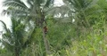 Man climbing coconut palm tree with machete in Flores jungle mountains Indonesia 4k or 4k+ Resolution