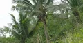 Man climbing coconut palm tree with machete in Flores jungle mountains Indonesia 4k or 4k+ Resolution