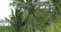Man climbing coconut palm tree with machete in Flores jungle mountains Indonesia 4k or 4k+ Resolution