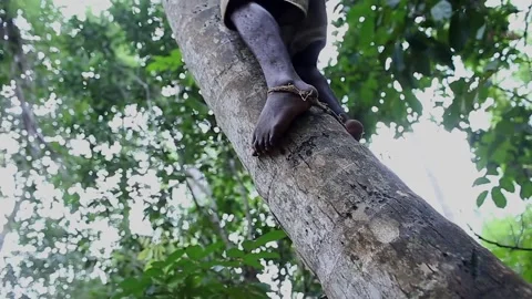 The man is climbing the coconut tree in Zanzibar Stock Footage 148548966