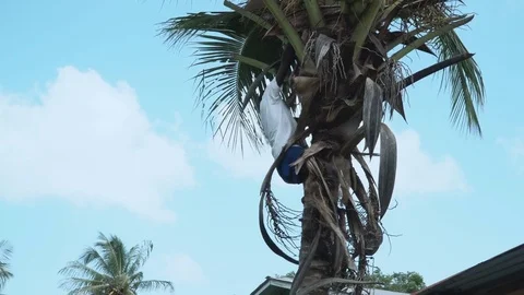 Man Climbing Down Coconut Tree Stock Footage 82245959