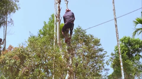 Man Climbing Down From Eucalyptus Tree Stock Footage 233021394