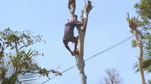 Man Climbing Down From a Eucalyptus Tree Stock Footage 233021447