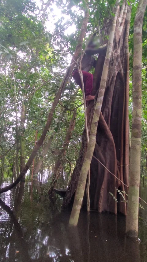 Man climbing down the tree in the middle of flooded Amazon jungle. Stock Footage 309317143