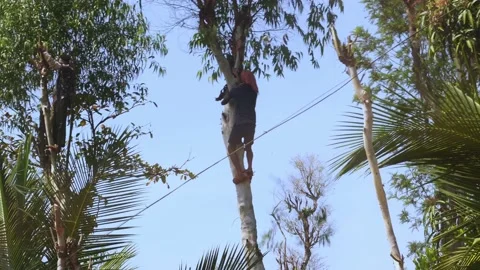 Man Climbing on a Eucalyptus Tree Stock Footage 233021443